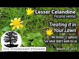 Lesser Celandine; Treating it in Your Lawn (or trying to!)- March 27, 2023