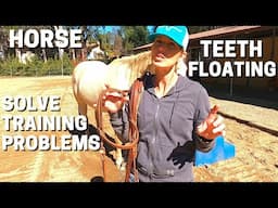 HORSE TEETH FLOATING.  Solve training problems by taking care of pain