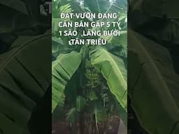 ĐẤT VƯỜN LÀNG BƯỞI TÂN TRIỀU , BIÊN HÒA WIE SÔNG CỰC ĐẸP #batdongsan #đồngnai