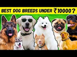 Best Dog Breeds Under 10000 | Cheapest Dog Breeds In India | Budget Friendly Dog Breeds