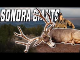 GIANTS OF SONORA  (Mexico Mule Deer Hunting)