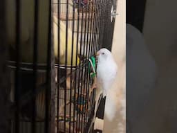 Pearl being obsessed with Ducky and trying to break into her cage! #budgie #cockatiel #parrots