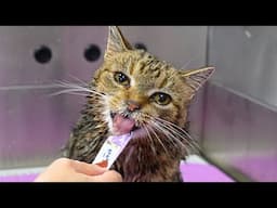 Grooming A Wobbly Barn Cat Who Is Obsessed With Tubes 😂