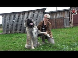 Our Caucasian Shepherds | Channel Side Project