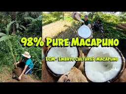 98% Pure Macapuno, ECM - Embryo Cultured Macapuno