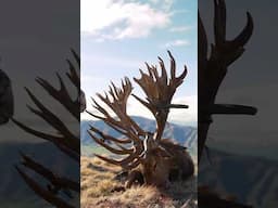 There are no bigger stags in the world than in New Zealand… Exclusive Adventures red stag hunting