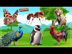 Cutest Animal Moments with Sounds: Butterfly, Ant, Monkey, Peacock, Penguin, Chicken