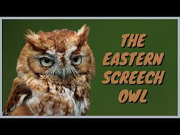 Eastern Screech-Owl: Everything you need to know | ID, Call/Song/Trill, Flying, Eating, Mating, Nest