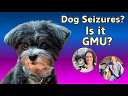 Dog Seizures, Balance Issues & Strange Behavior: Could It Be MUE or GME?