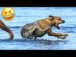 Funniest Animal Videos you‘ve ever seen 2024 🤣🤪- Funny Cats and Dog Videos😺🐶