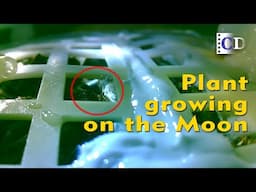 In a first for humankind, a plant was successfully cultivated on the moon | China Documentary