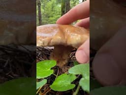 Slippery Jack (Suillus) on the Oregon coast