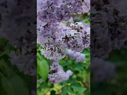 Peaceful Lilac Picking with Birdsong #gardening #cutflower #peaceful #outdoors