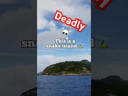 Would you Visit the Deadly Snake Island 🐍?