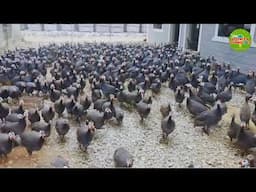 Rare Guinea Fowl Farming (Giant Quail or Flying Chicken): Amazing Poultry Farming – How to Farm?