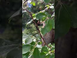 The Black Corsair #animals #nature #asmr #amazing #amazinganimals #blackbug #fascinating