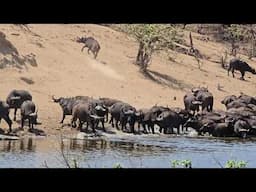 Buffalo herd drinking at the dam. #buffalo #krugerpark #safari #nature #photography