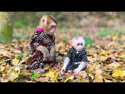 Monkey Kaka and Mit enjoy playing in the forest with their dađ