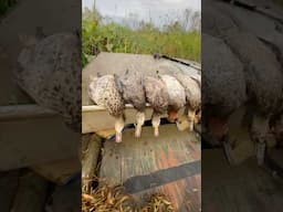 Louisiana Duck season opener at my off grid houseboat #louisiana #duckhunting #houseboat #goodtimes