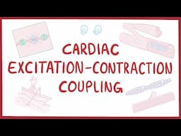 Cardiac excitation-contraction coupling