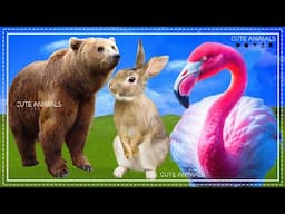 Cute Little Farm Animal Sounds: Bear, Rabbit, Flamingo - Music For Relax