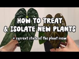 Everything I Do After Receiving New Plants + Plant Room Updates!! 🌿🖤✨️how to treat & isolate