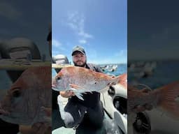 Releasing A Snapper From the Beach Port Phillip Bay