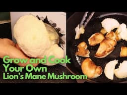 How to Grow and Cook Lion's Mane Mushrooms! Tastes Remarkably Like MEAT!