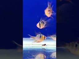 Amazing new Fish just came in!  #africancichlids #discus #cichlids #aquarium