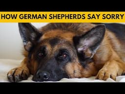 How Do German Shepherds Apologize to Humans?