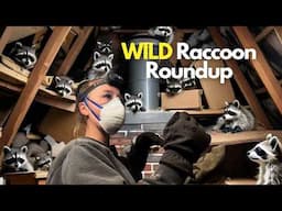 Wild Raccoon Roundup | Wildlife Control Team is Caught Off Guard!