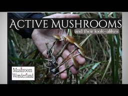 Active Mushrooms and Their Look-Alikes- with Alan Rockefeller