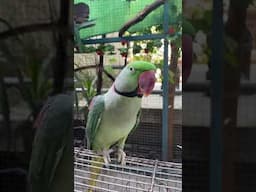 Talking Alexandrine Parrot #shorts #viral #talkingparrots