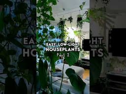 Easy, unusual low-light houseplants 🌱 PART 2 #houseplants #plants #plantcare #planttips