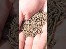 Wild rice from start to finish with @samuelthayer378 #asmr