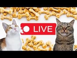 Indoor Playtime | ChipTheManx LIVE! #livestreamwithyoutube