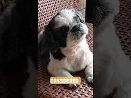 Shih Tzu: Unveiling the Timeless Elegance and Irresistible Charisma of this Adorable Breed!