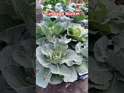 Cabbage In A Bucket! #gardening #nosoilgardening #bucketgardening #hydroponics #cabbage