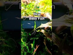 NEXT GENERATION of Baby Fish #amazingaquarium #tropicaltank #fishtank #tropicalfish #aquariumfish