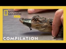 Awesome Animal Vets feat. Dr. Pol! | Nat Geo Kids Compilation | @natgeokids