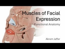 Muscles of Facial Expression - Functional Anatomy