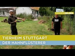 Martin im Kampf mit den Hahnen 🐓 | Martin Rütters Tierheimhelden