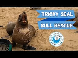 Tricky Seal Bull Rescue