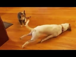 Funny Animals impossible Try Not To Laugh #351