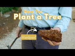 Overcoming Hardpan: How To Plant a Tree in Hardpan, Caliche, or Compacted Soil!