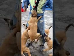 Malinois puppys attack.😲 No escape. #COMPANIONUKRAINE Odessa Ukraine