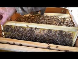 Mid Summer Long Hive Inspection