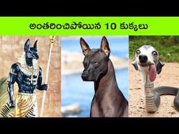 Top 10 powerful extinct dogs in the world  | dog videos | bmc facts | facts in Telugu