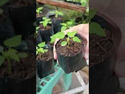 Cocopeat + Vermicast for seedlings #urbangardeningdiy