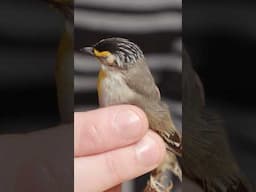 How do birds take advantage of wildfires? #NaturalHistoryMuseum #birds #wildfire